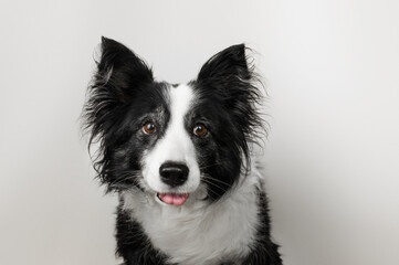 portrait of a funny senior border collie dog on a white background, the dog shows its tongue
