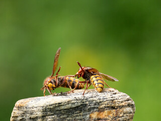 Hornisse (Vespa crabro) Königin