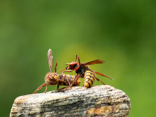 Hornisse (Vespa crabro) Königin