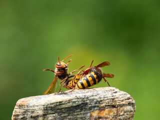Hornisse (Vespa crabro) Königin