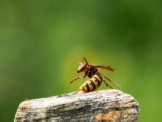Hornisse (Vespa crabro) Königin