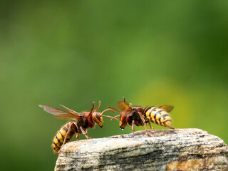 Hornisse (Vespa crabro) Königin