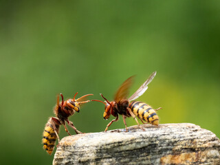 Hornisse (Vespa crabro) Königin