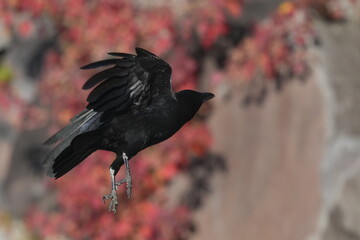 crow in a field