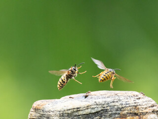 Hornisse (Vespa crabro) Königin