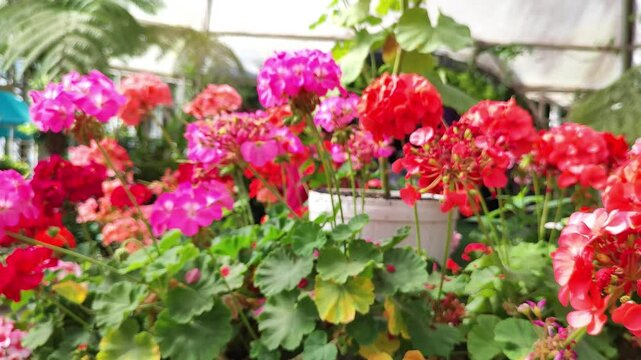 Beautiful  palargonium zonale flowers in the garden