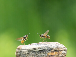 Hornisse (Vespa crabro) Königin