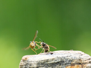 Hornisse (Vespa crabro) Königin