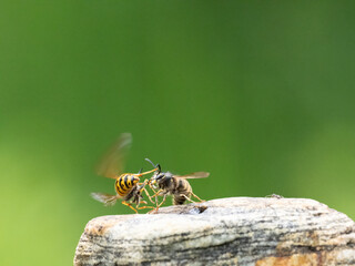 Hornisse (Vespa crabro) Königin
