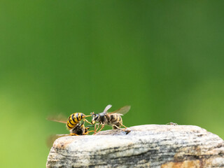 Hornisse (Vespa crabro) Königin