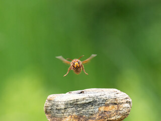 Hornisse (Vespa crabro) Königin