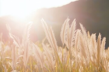 Obraz premium Serene Sunset Over Golden Pampas Grass Field Surrounded by Nature's Beauty and Warm Light, Creating a Tranquil and Dreamy Atmosphere