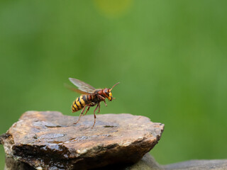 Hornisse (Vespa crabro) Königin