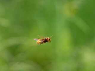 Hornisse (Vespa crabro) Königin