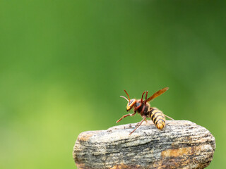Hornisse (Vespa crabro) Königin