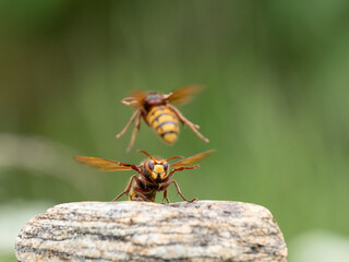 Hornisse (Vespa crabro) Königin