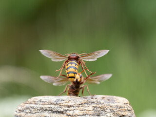 Hornisse (Vespa crabro) Königin