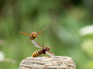 Hornisse (Vespa crabro) Königin