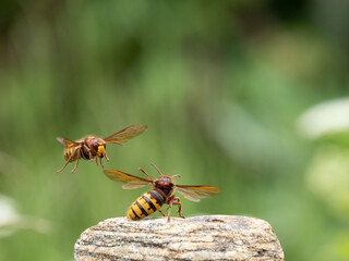 Hornisse (Vespa crabro) Königin