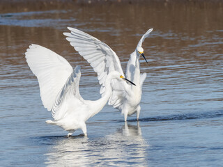 A pair of Snowy Egrets dancing with wings raised and standing in water