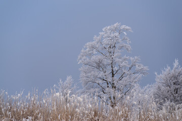美しい霧氷の木々と青空