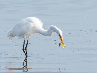 A Great Egret with a freshly caught fish