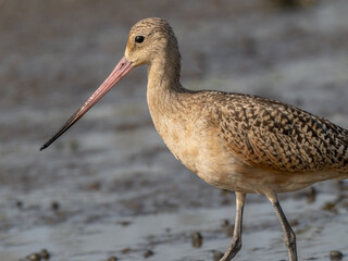 Extra closeup of an immature Marbled Godwit showing the head and bill of the bird