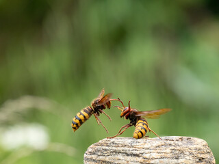 Hornisse (Vespa crabro) Königin