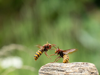 Hornisse (Vespa crabro) Königin