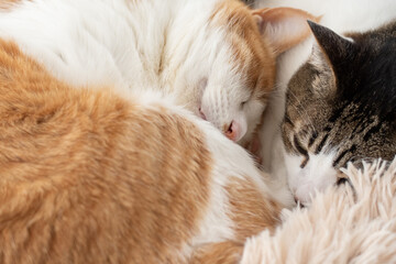 窓辺で眠る可愛い二匹の猫