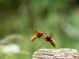 Hornisse (Vespa crabro) Königin
