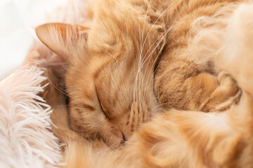 可愛い猫の寝顔　茶トラ猫