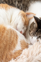 窓辺で眠る可愛い二匹の猫