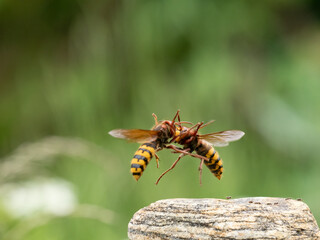 Hornisse (Vespa crabro) Königin