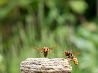 Hornisse (Vespa crabro) Königin