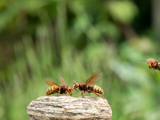 Hornisse (Vespa crabro) Königin