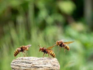 Hornisse (Vespa crabro) Königin