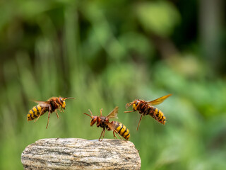 Hornisse (Vespa crabro) Königin