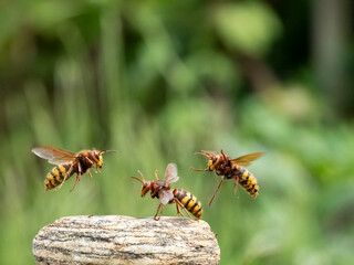 Hornisse (Vespa crabro) Königin