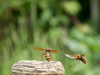 Hornisse (Vespa crabro) Königin
