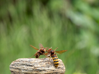 Hornisse (Vespa crabro) Königin