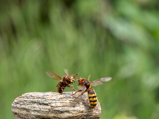 Hornisse (Vespa crabro) Königin