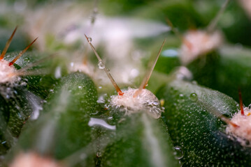 espina, cactus, naturaleza, macro, bicho, animal, hojas, anisoptera, close-up