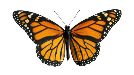 Fototapeta premium Danaus Plexippus Monarch Butterfly, isolated transparent background