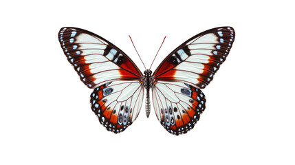 Fototapeta premium Hamadryas butterfly with its wings fully spread, isolated transparent background