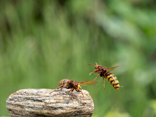 Hornisse (Vespa crabro) Königin