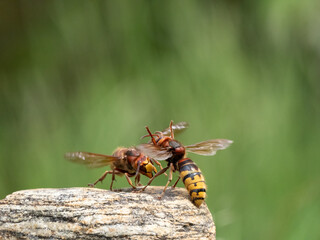 Hornisse (Vespa crabro) Königin