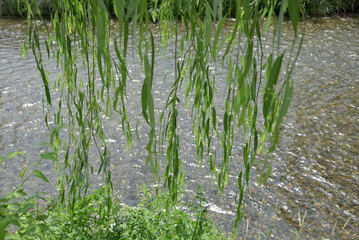 川柳　京都白川