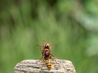 Hornisse (Vespa crabro) Königin