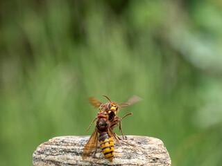 Hornisse (Vespa crabro) K&ouml;nigin